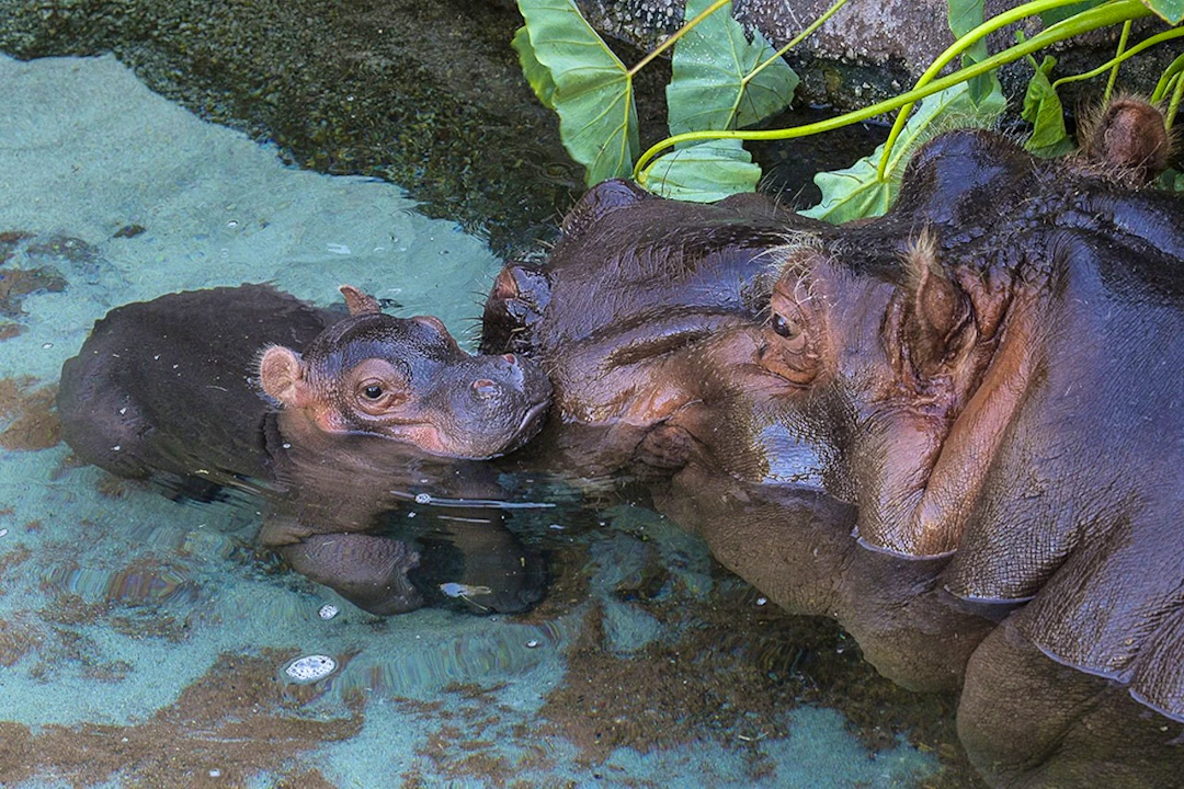 San Diego Zoo Ticket Price